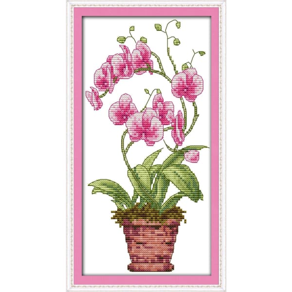 Pink butterfly orchid