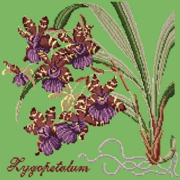 Zygopetalum (Ladybird Orchid) - NEEDLEWORK KITS