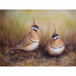 Spinfex Pigeons Kit