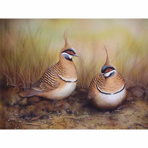Spinfex Pigeons Kit