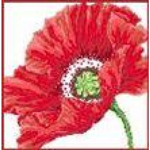 Big red poppy
