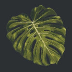 Monstera Leaf - NEEDLEWORK KITS