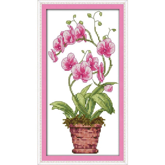 Pink butterfly orchid
