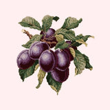 Plums - NEEDLEWORK KITS